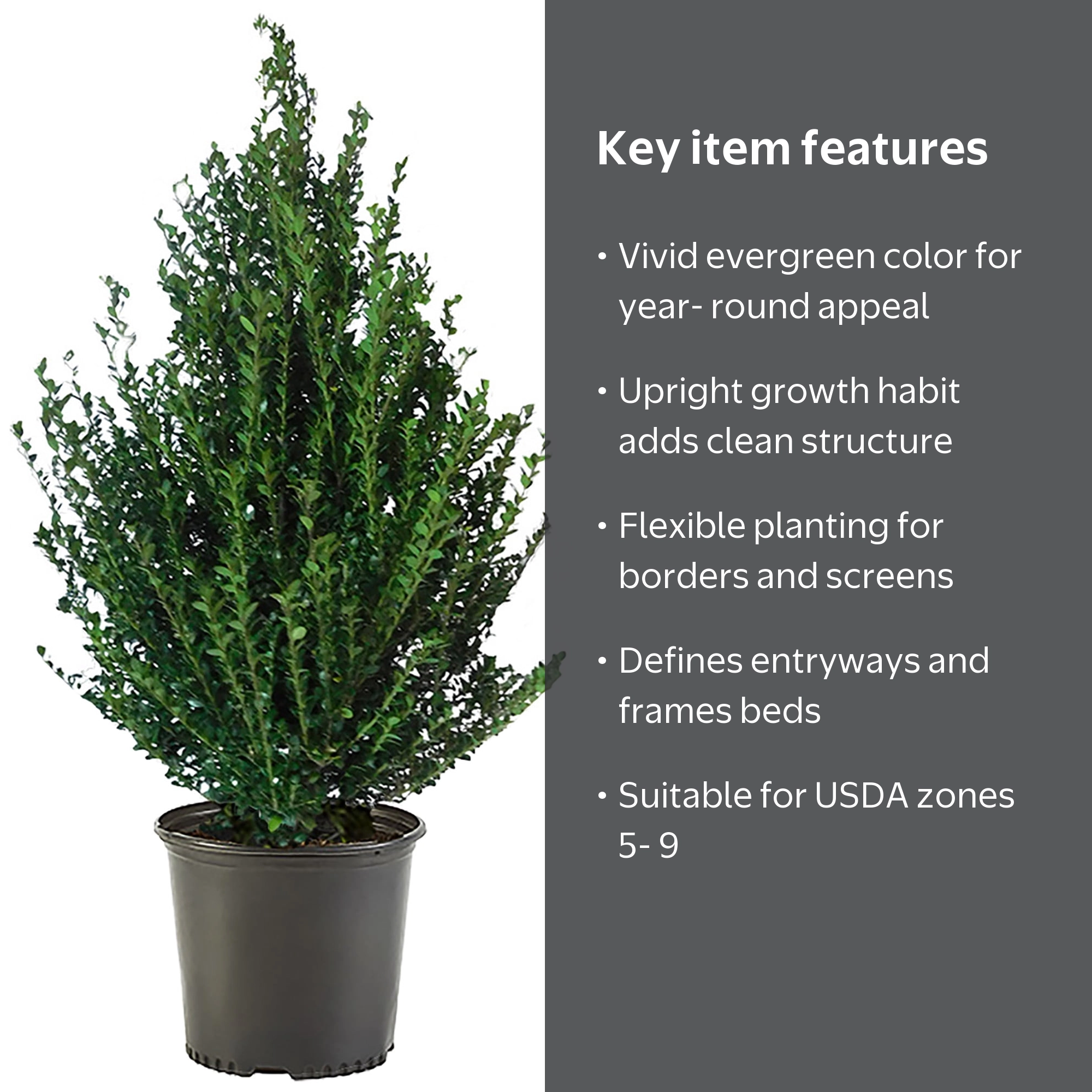 Expert Gardener Steeds Upright Japanese Holly (Ilex) Live Shrub