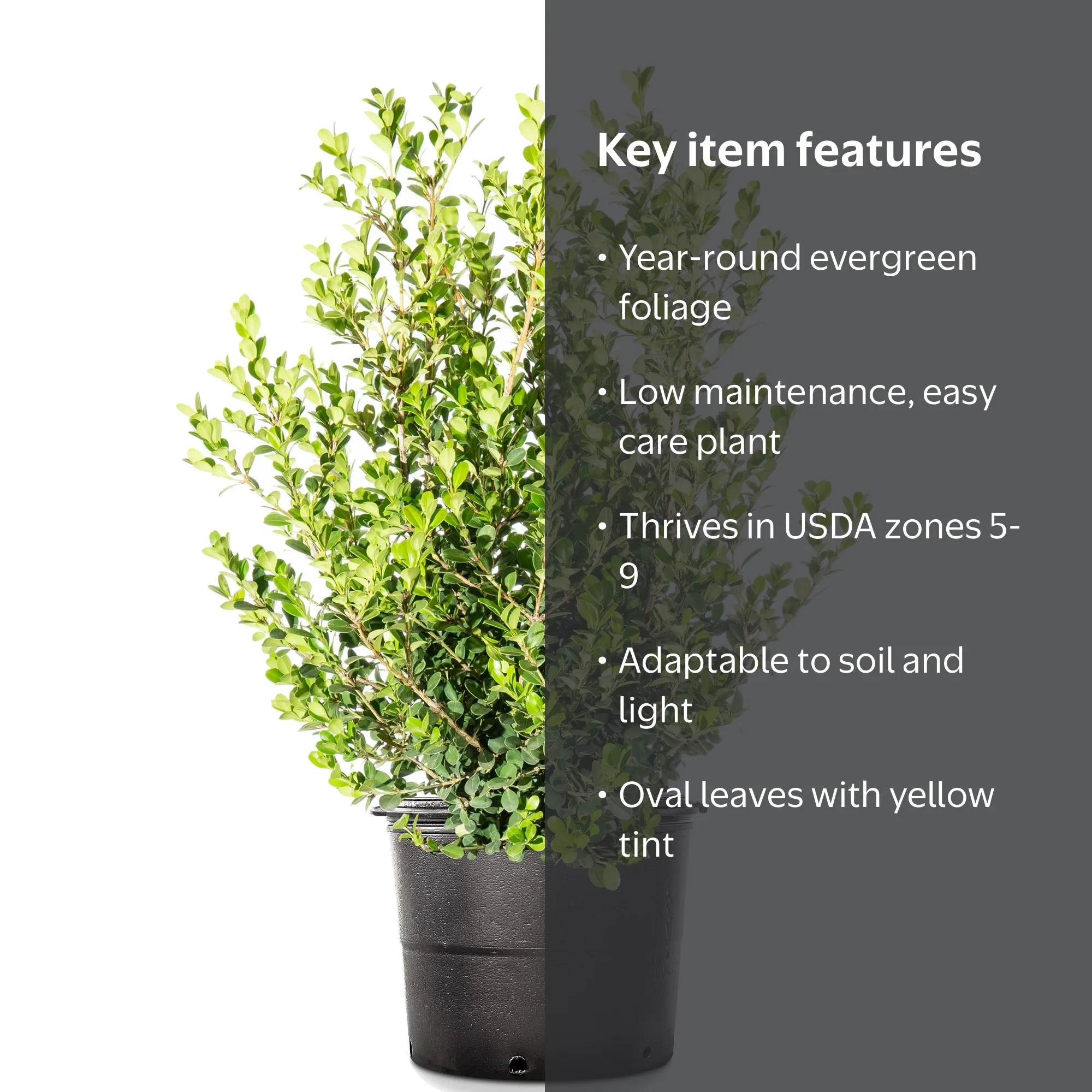 1 Gal. Japanese Boxwood - Hardy Evergreen Hedge Plant - Walmart.com