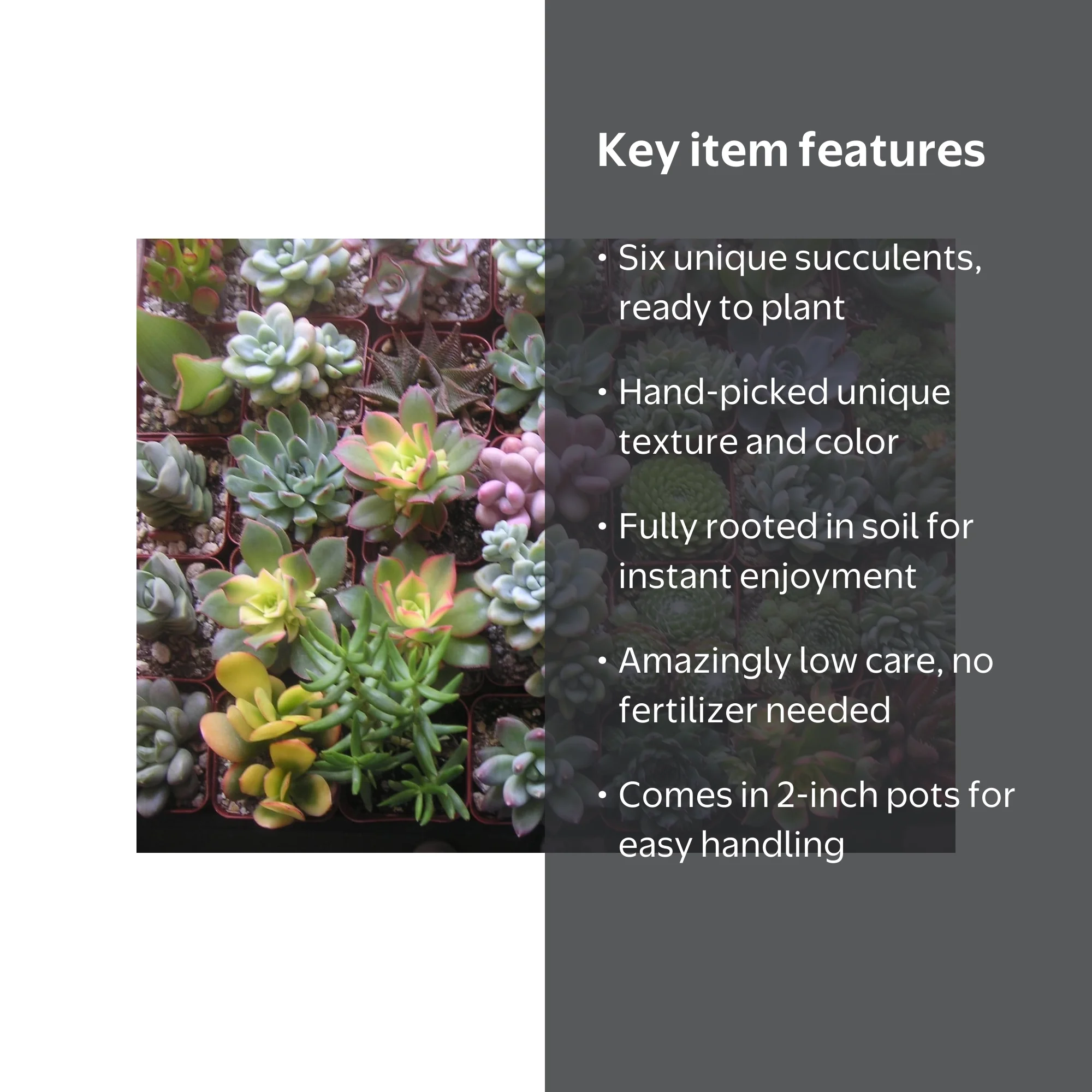 Plant Fully Rooted Succulents Unique Succulent Collection Of 6 2