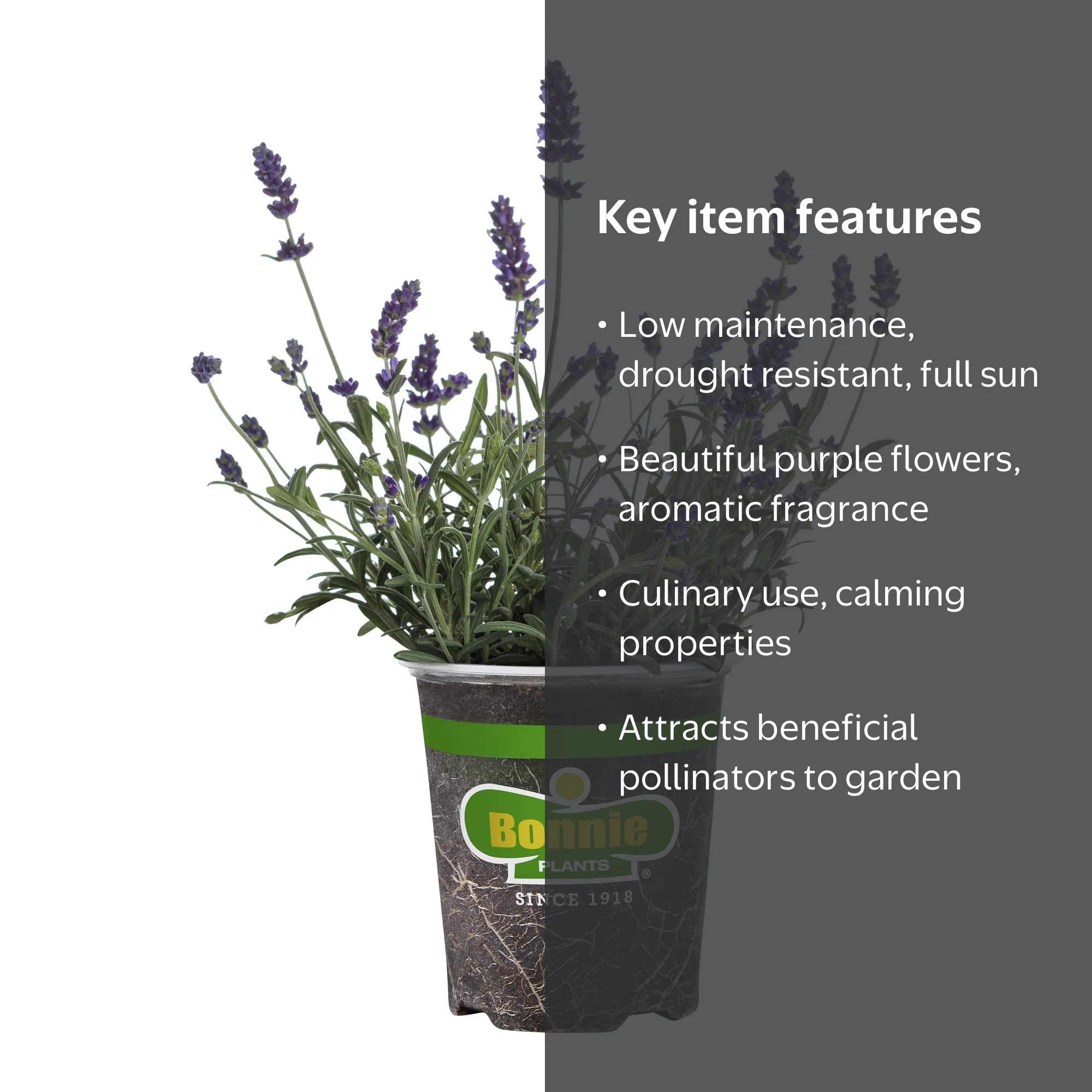 best soil mix for monstera MONSTERA Soil Mix - Houseplant Growing Medium