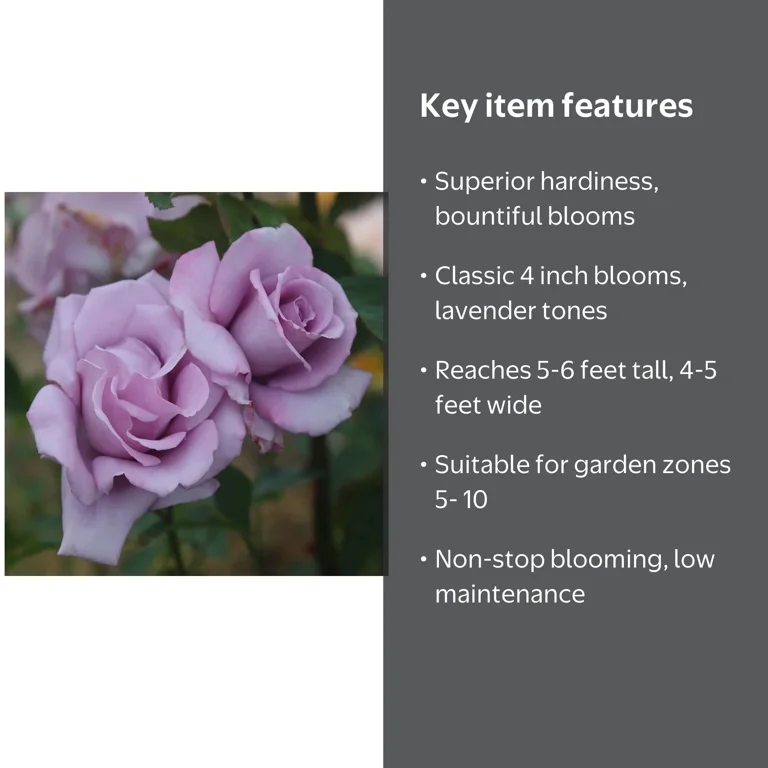 Heirloom Roses - Mme Violet Hybrid Tea Purple Rose Plant - Walmart.com