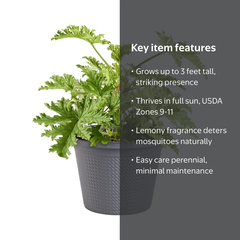 Bonnie Plants Citronella, 0.94 gallons, Live Plant - Walmart.com