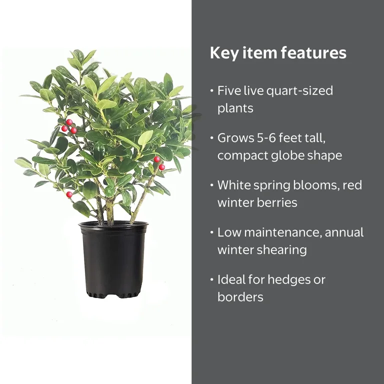 Florida Foliage Dwarf Burford Holly, Evergreen Shrub Tree, Compact