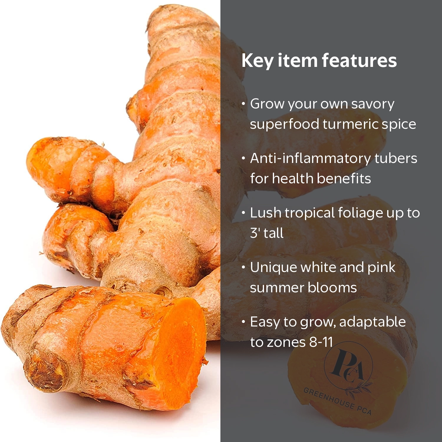 Greenhouse PCA, Turmeric Curcuma Longa Rhizomes, 10 Culinary