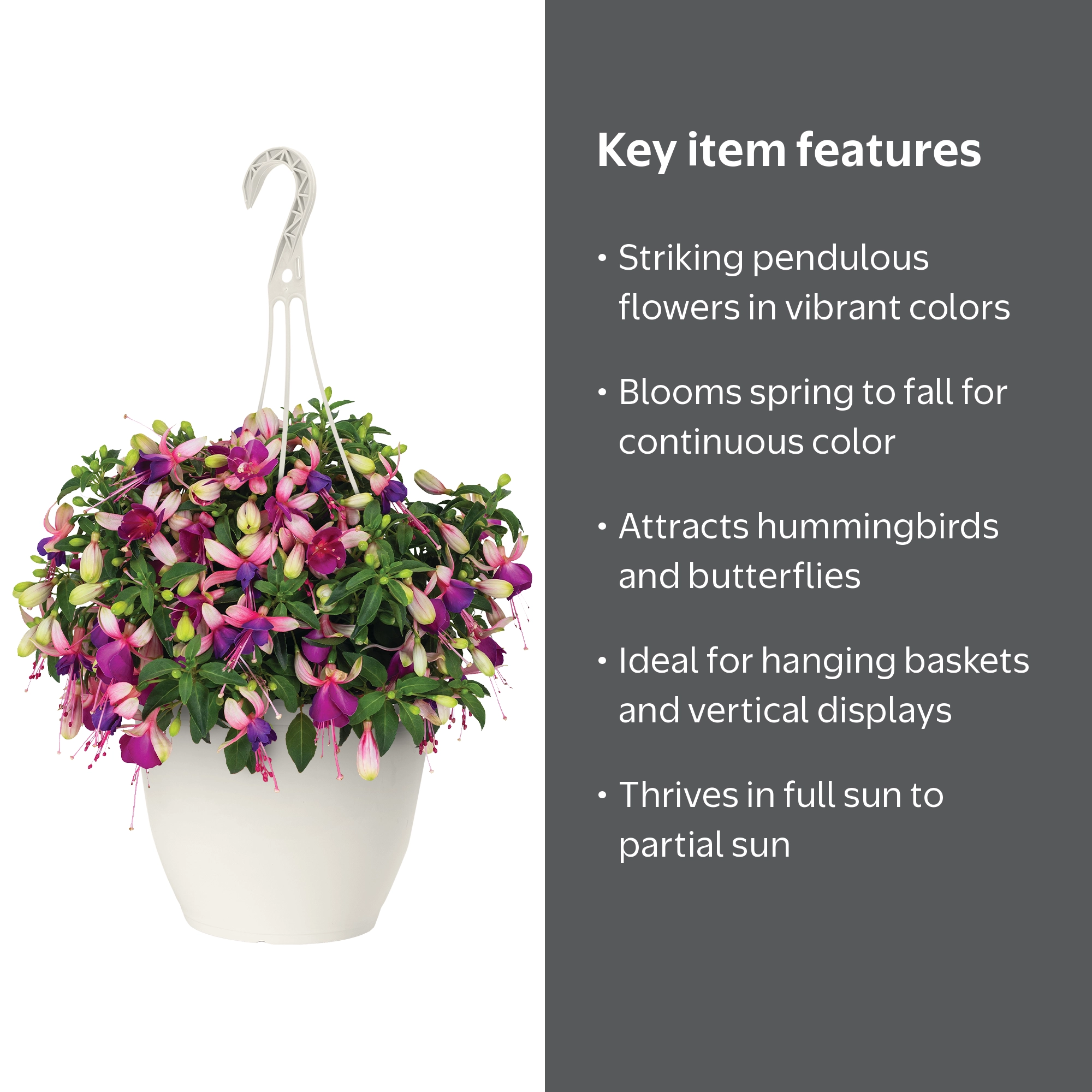 Expert Gardener 1.5 Gallon Fuchsia Hanging Basket Live Plant