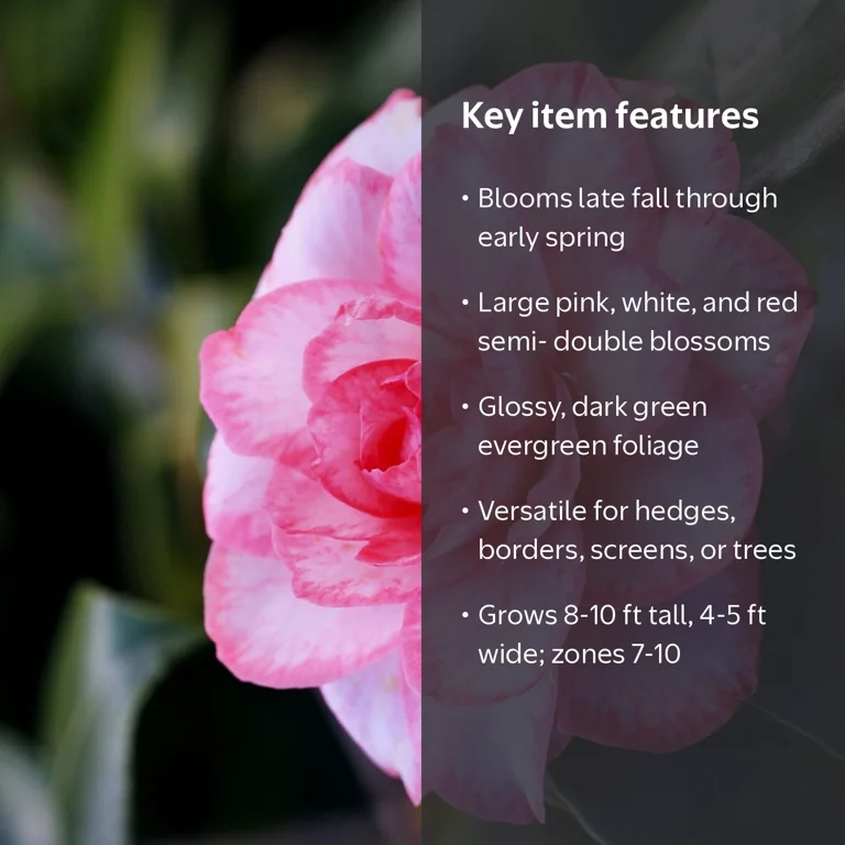 National Plant Network 3 gal. Camellia Leslie Ann Shrub with White