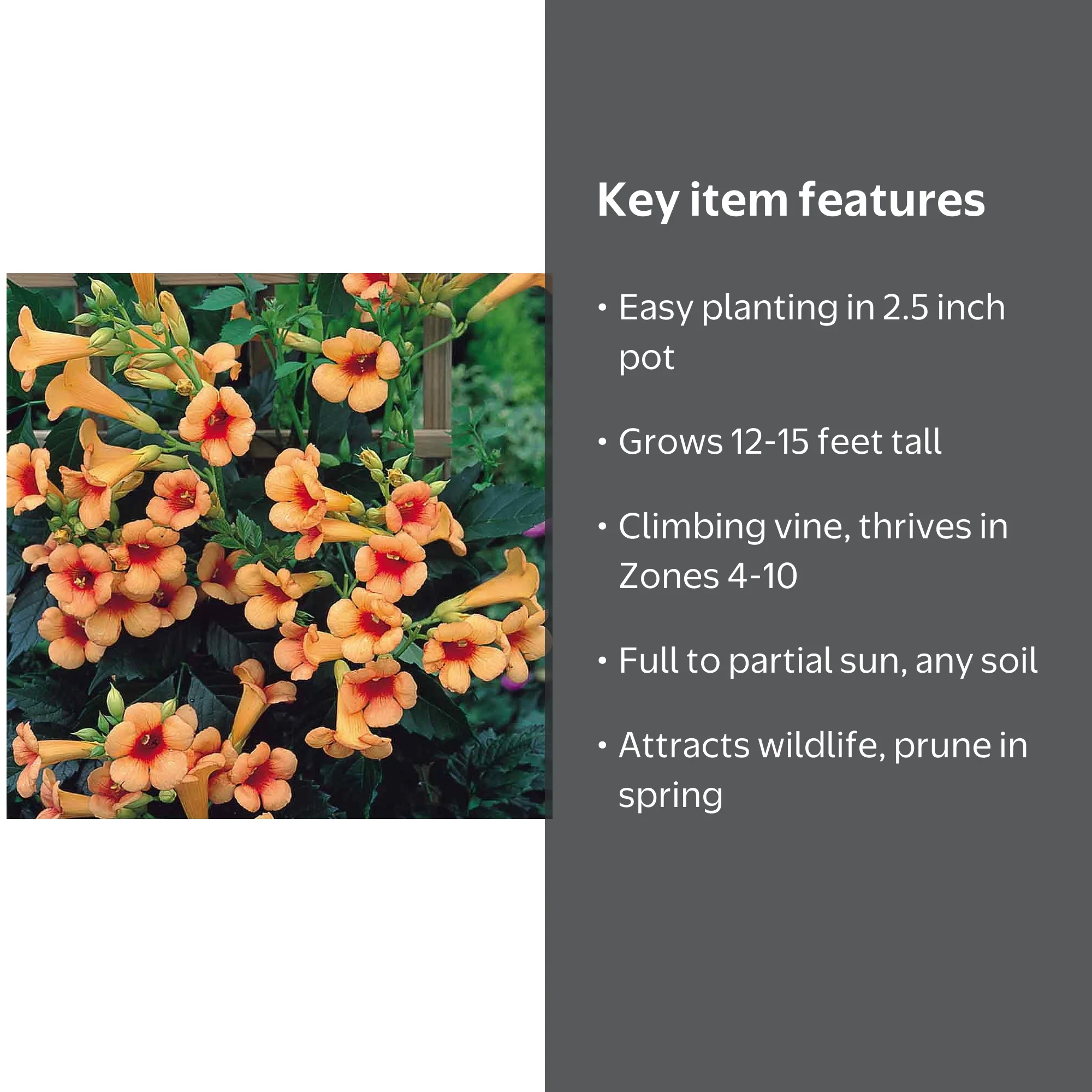 Indian Summer Trumpet Vine Plant - Live, Ready for Outdoor Garden - Campsis  - 2.5"" Pot" - Walmart.com
