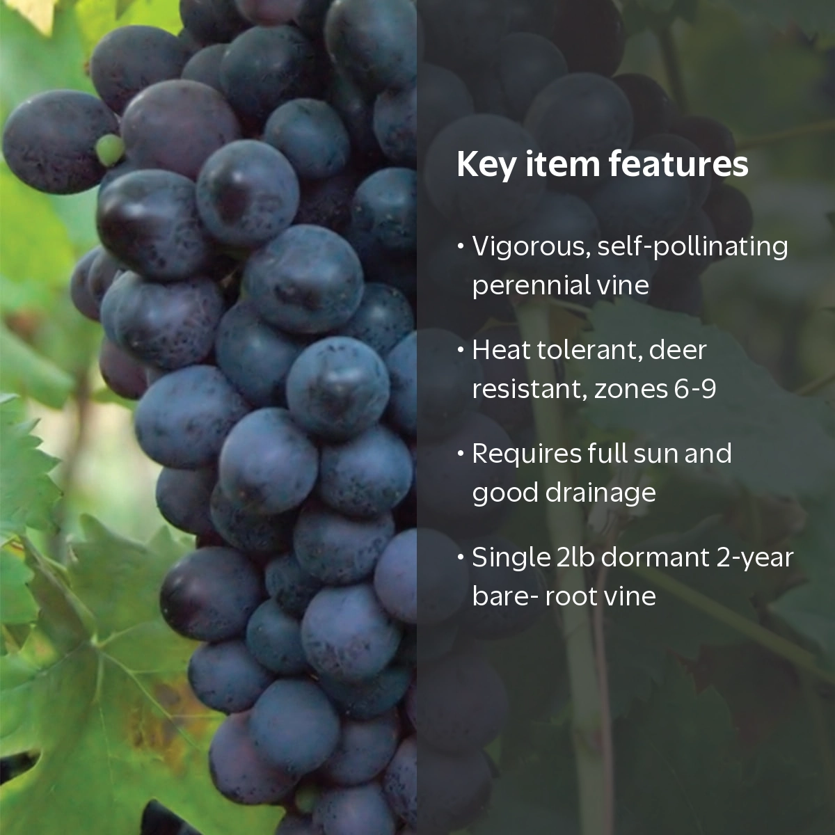 Van Zyverden Grapes Thomcord Seedless Set of 1 Plant White Full