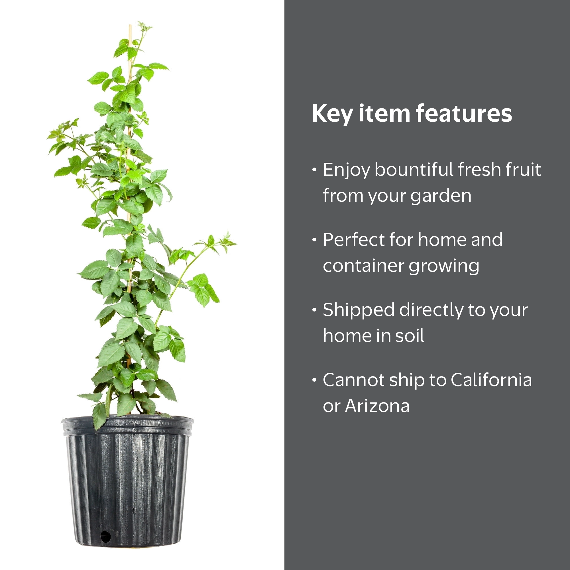 PERFECT PLANTS, PrimeArk Freedom Blackberry Bush, 1 gal, Black