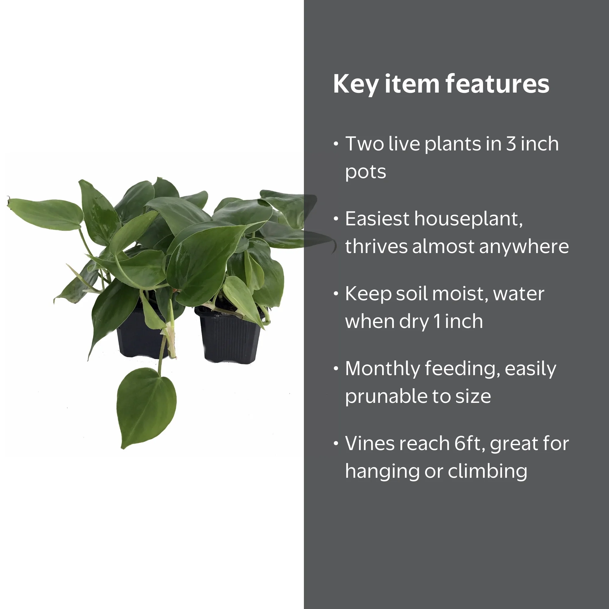 Heart Leaf Philodendron cordatum - Live Indoor Low Light Medium Houseplant,  2 Plants in 3"" Pots" - Walmart.com