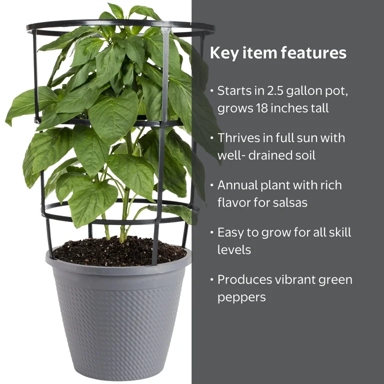 Bonnie Plants Serrano Pepper 2.5 Gal., Live Plant - Walmart.com