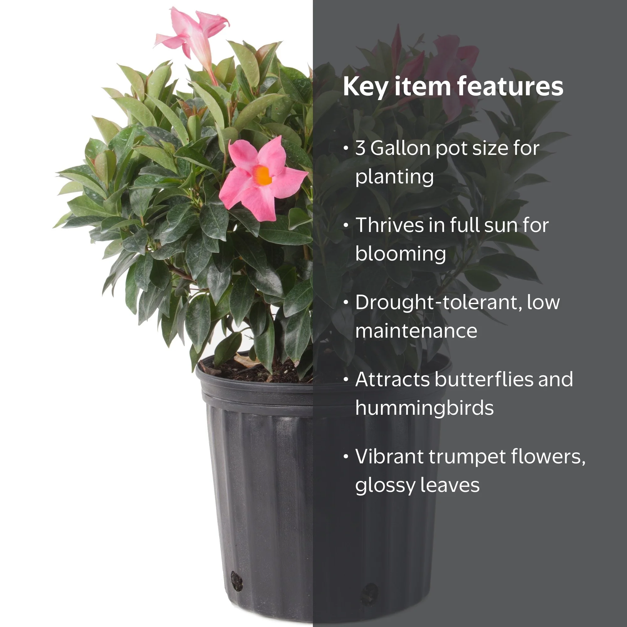 Costa Farms Dipladenia Live Plant in 3 Gallon Pot – Full Sun