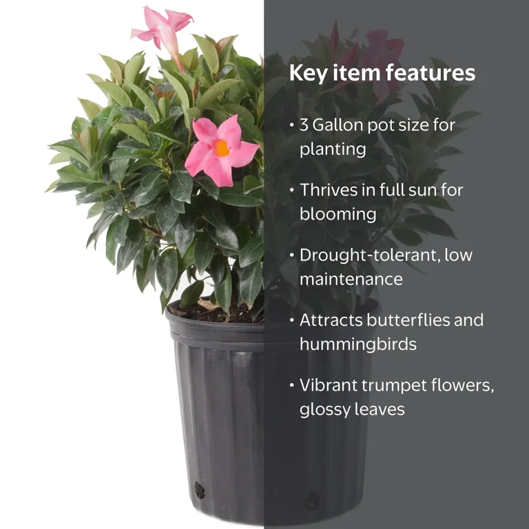 Costa Farms Dipladenia Live Plant in 3 Gallon Pot – Full Sun
