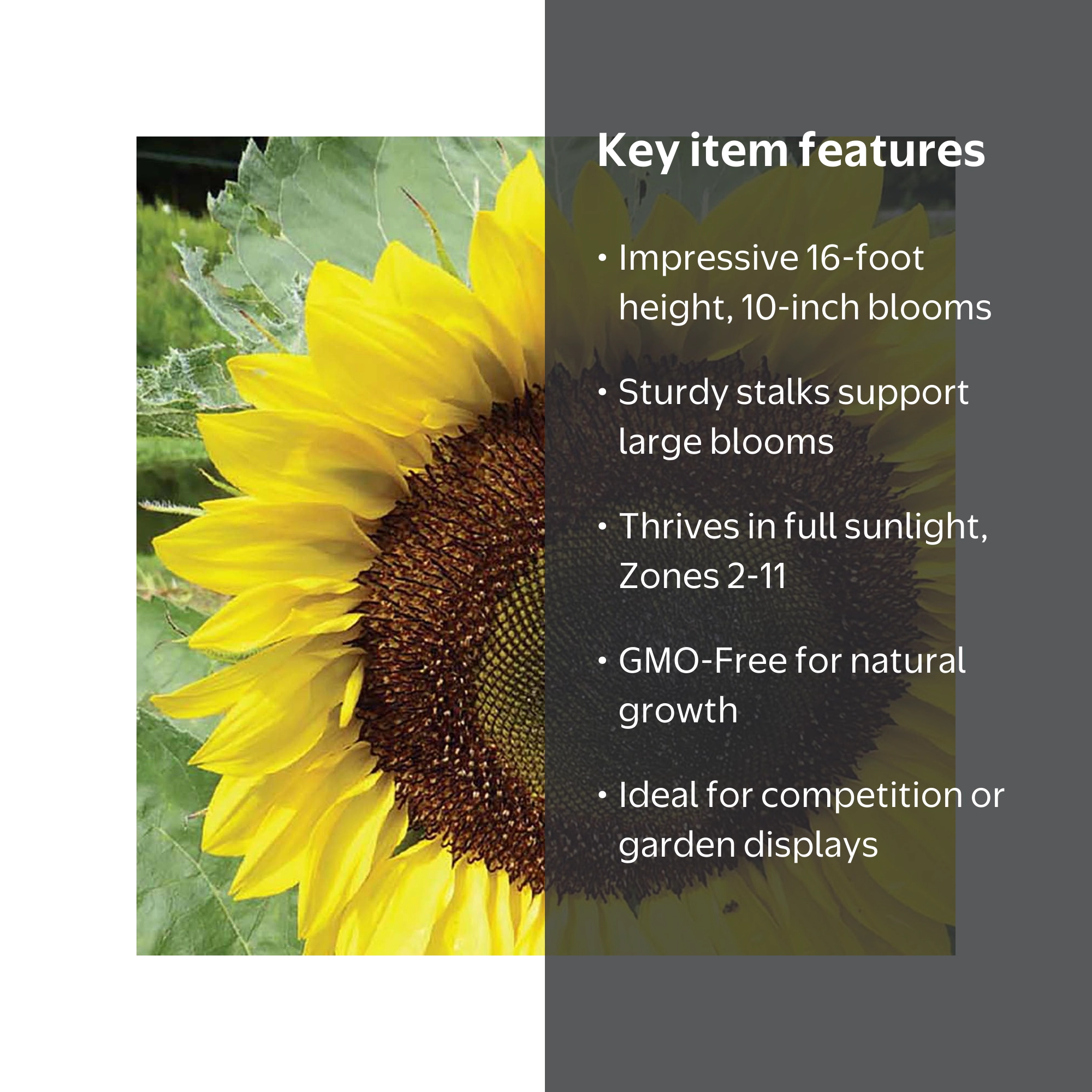 Ferry-Morse 1G Sunflower American Giant Hybrid Annual Flower Seeds
