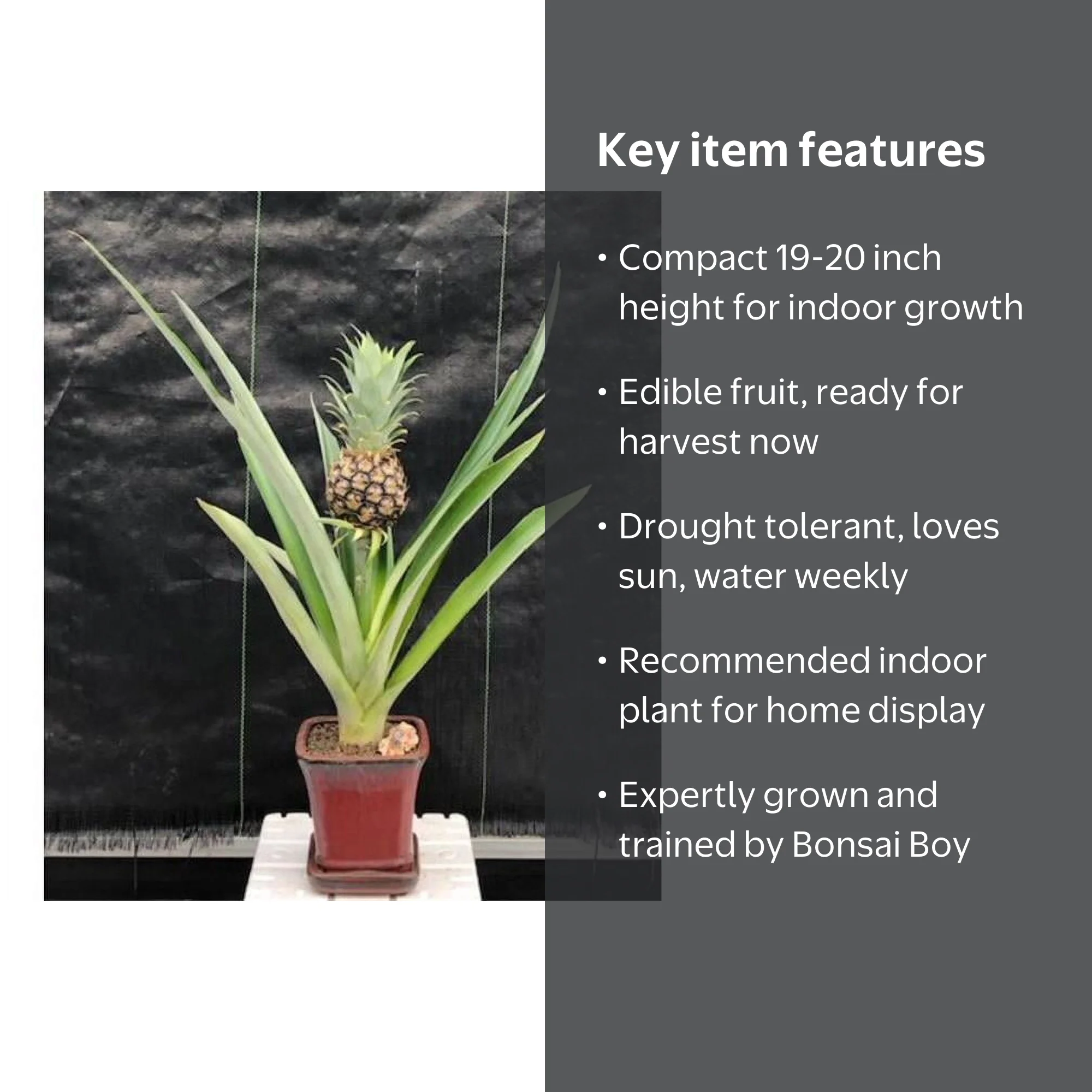 zebra succulent plant Haworthia Zebra Plant