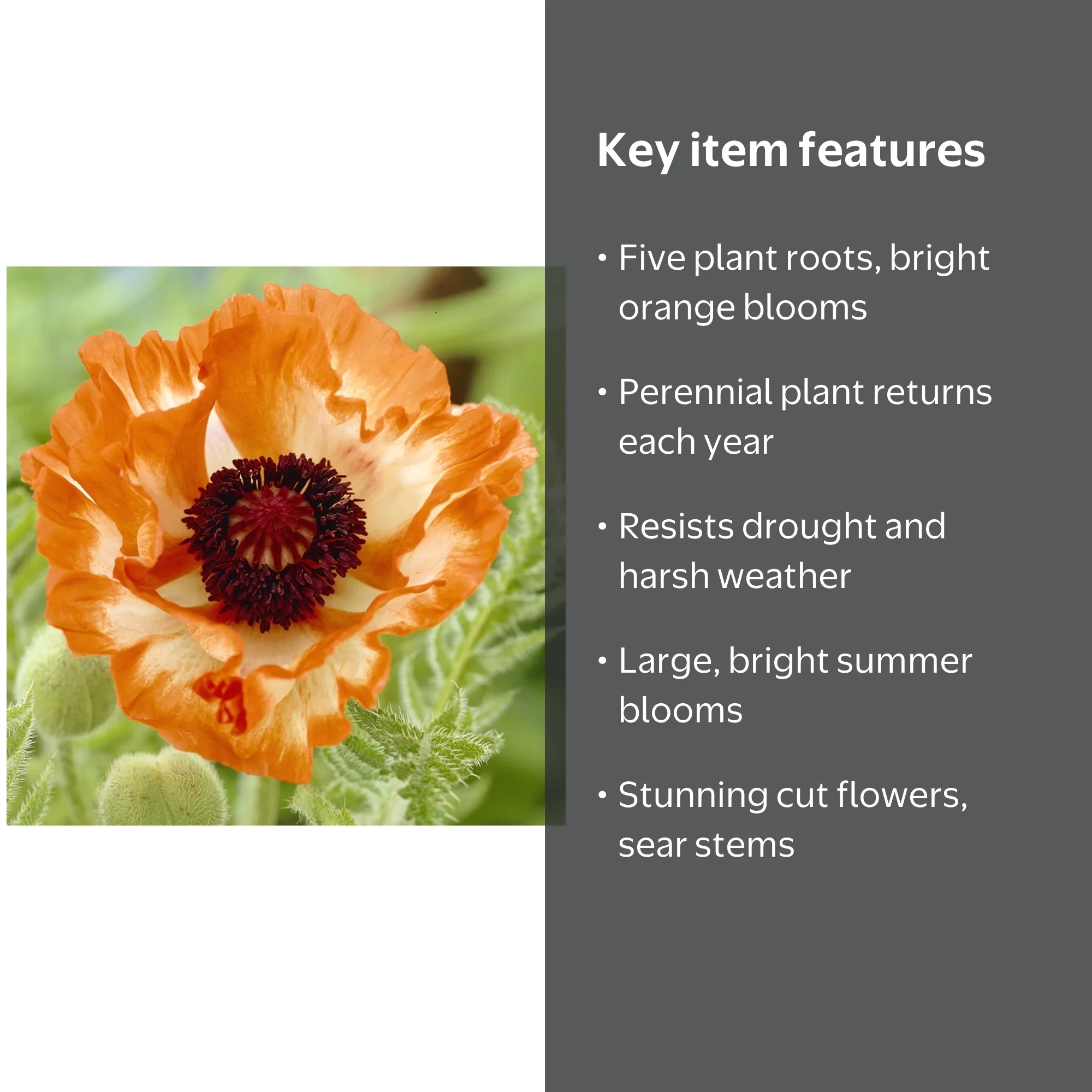 Van Zyverden Poppies Orange Set of 5 Plant Roots Orange Full Sun