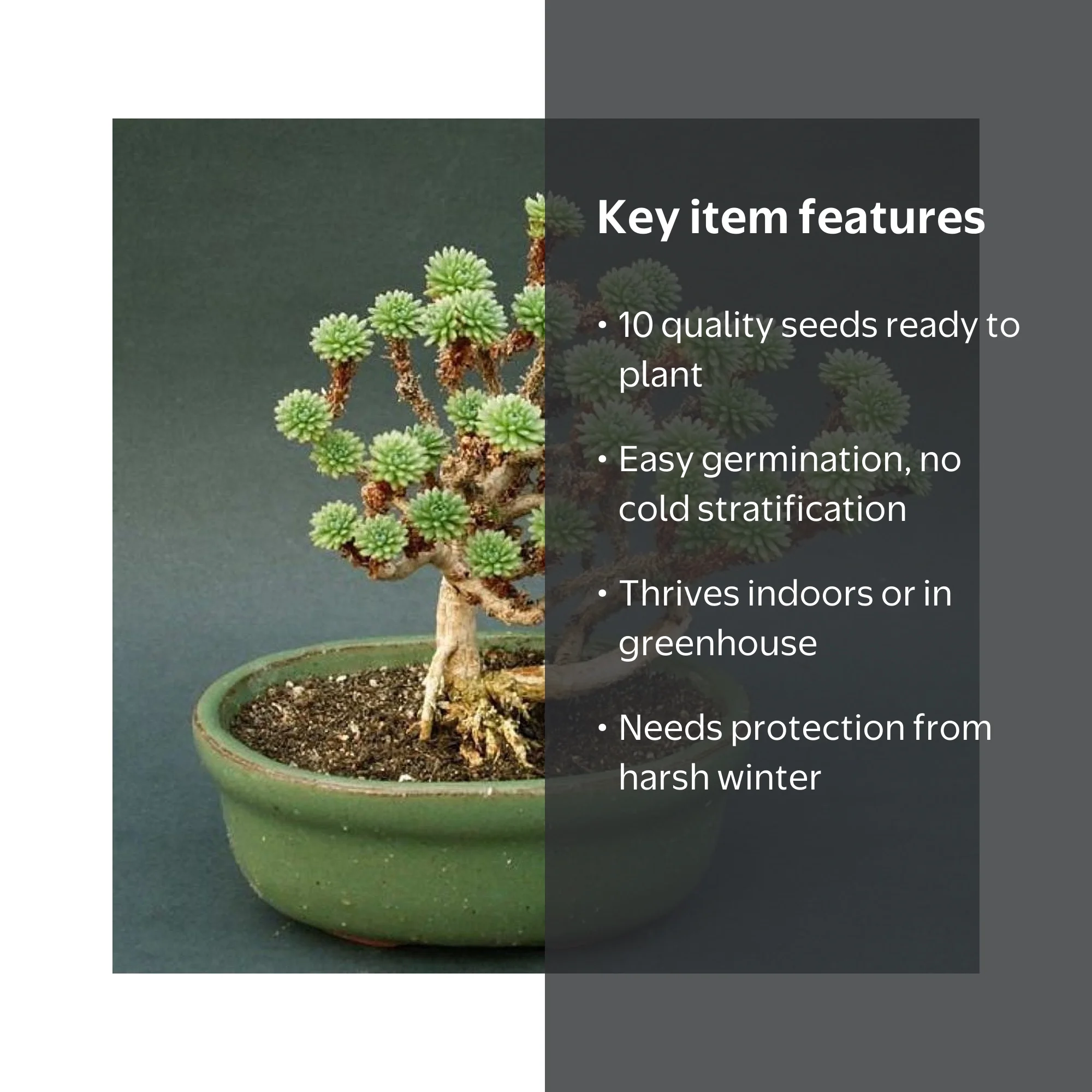 peperomia hanging plant 4” Peperomia 'String of Turtles' hanging basket main image 0