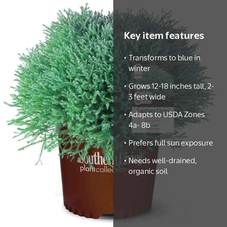 ユーパワー 植物・花 グリーン W22.5×H22.5cm wgteh8f Southern Living Pancake Arborvitae Live Shrub in 2.5-Quart Grower