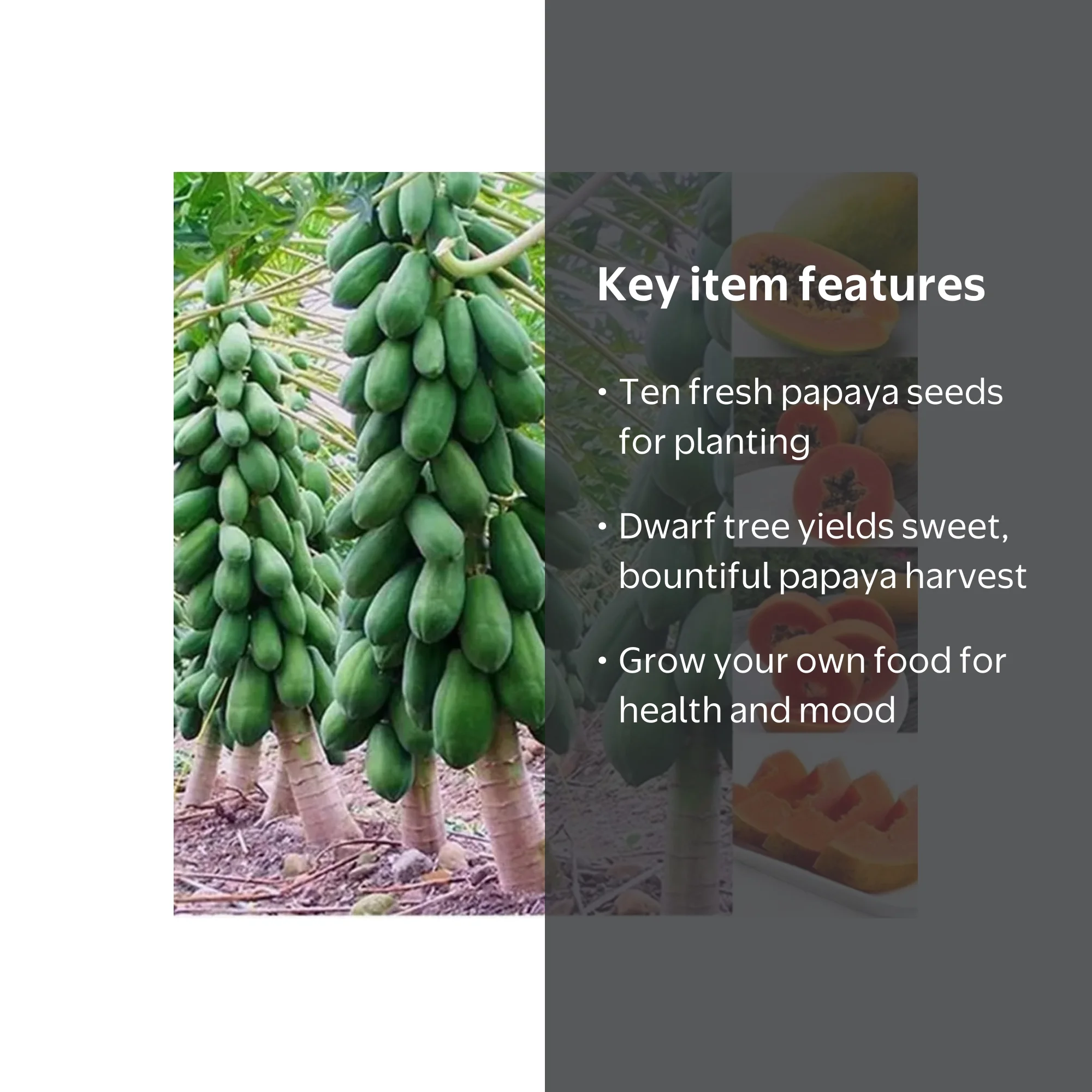 10 Dwarf Papaya Seed Sweet Fruit Tree Seeds for Planting - Walmart Business  Supplies