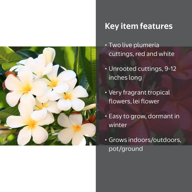 Plumeria Shrubs, Red and White, 9 to 12 inches - Walmart.com