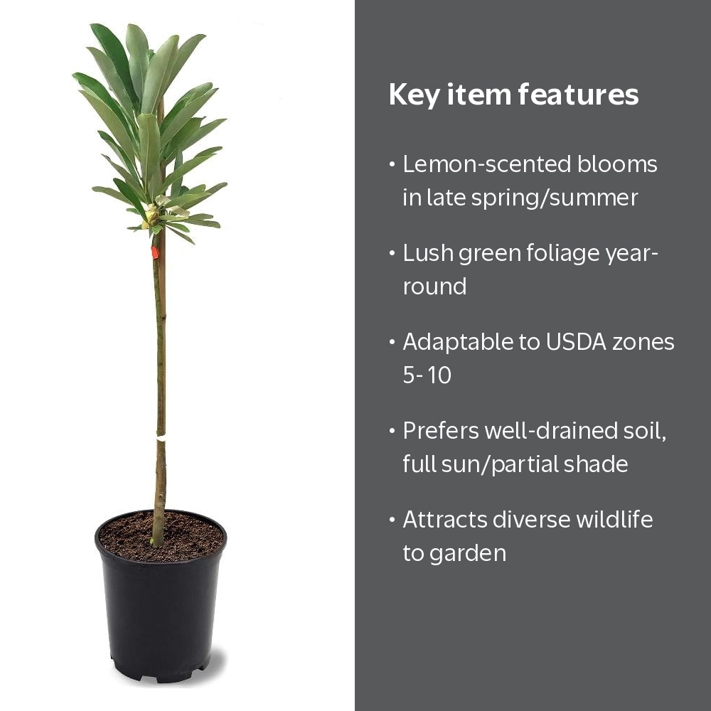 Expert Gardener 1-1.5 ft tall Sweetbay Magnolia Live Tree in 1