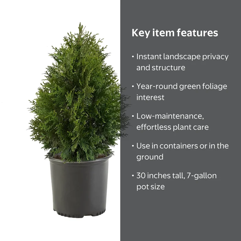 Expert Gardener Green Giant Arborvitae Live Shrub, 7-Gallon
