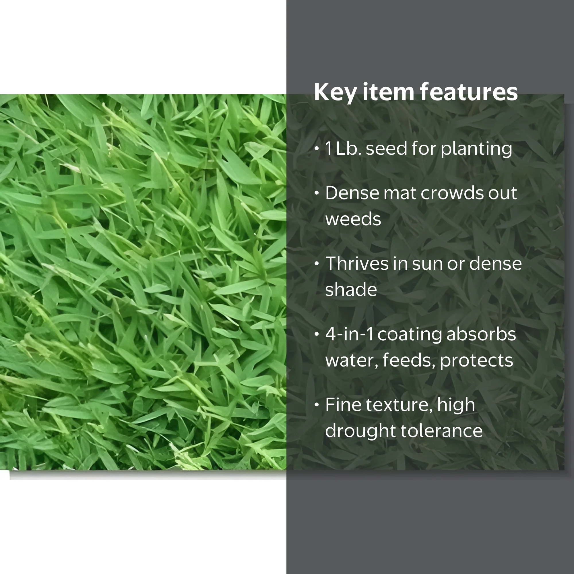 SeedRanch, Carpetgrass Seed, 1 Lb, Native to Gulf Coast - Walmart.com