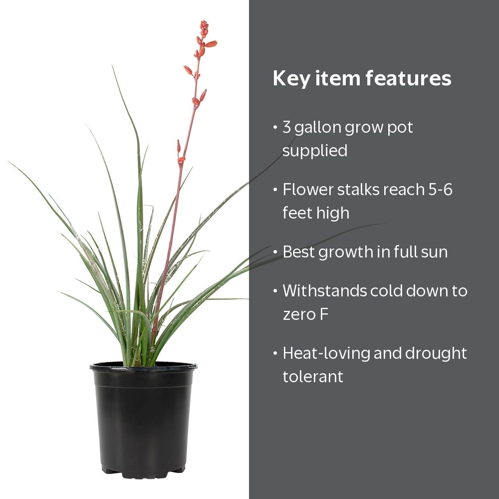 Altman Plants Red Yucca (Hesperaloe) | 3 gal. Grow Pot; Partial