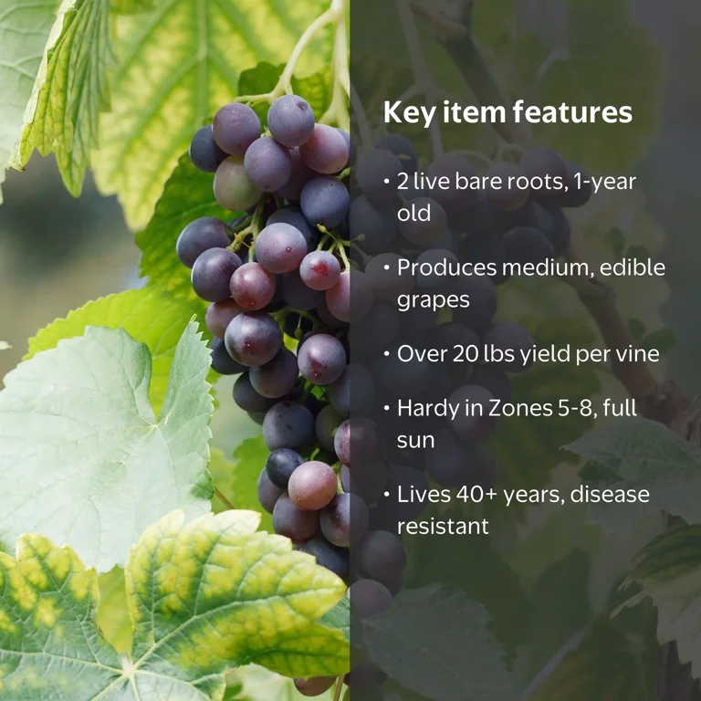 Garden State Bulb Concord Seedless Grape, Live Bare Root, Non-GMO
