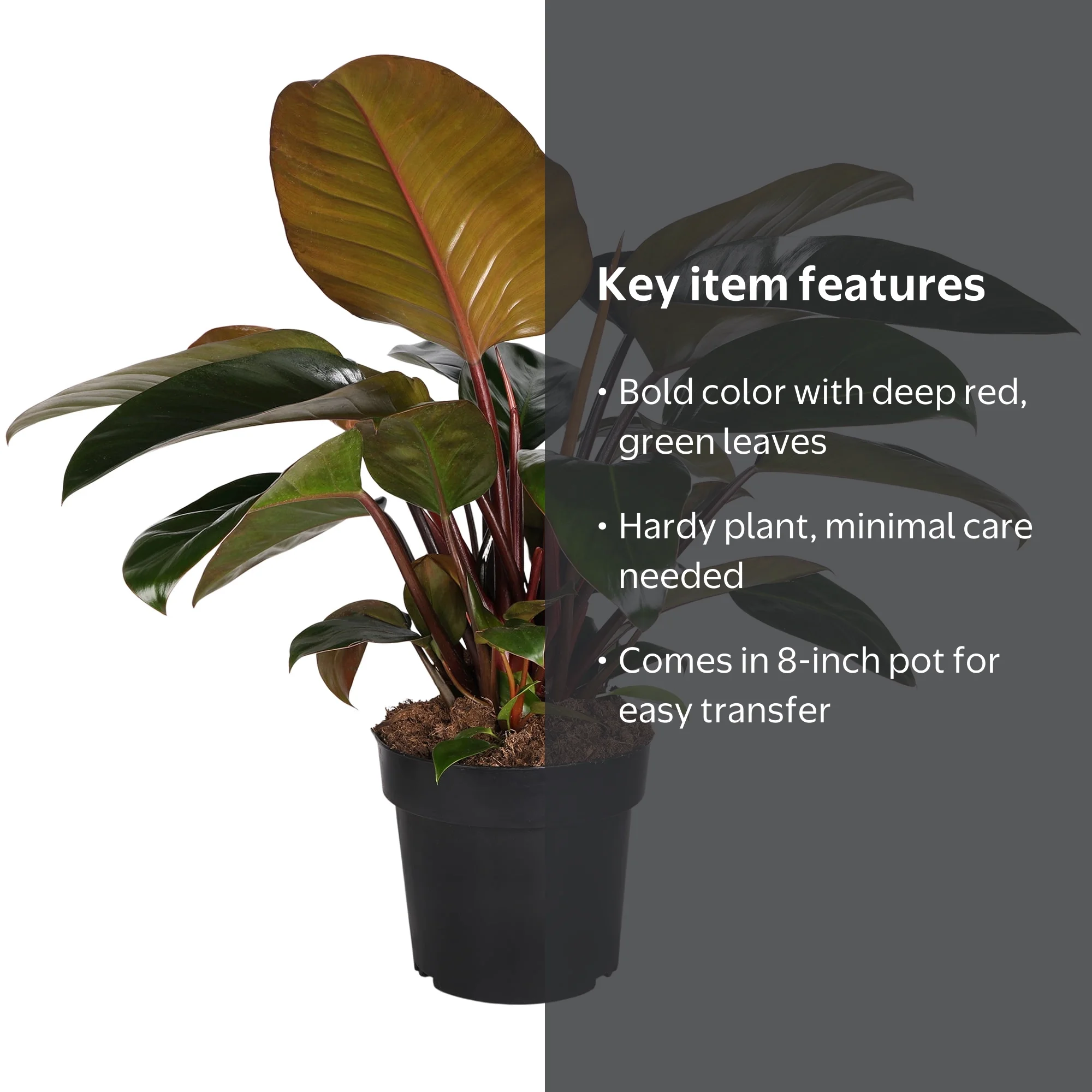 8 Philodendron Imperial Red,Grower Pot Live Plant - Walmart.com