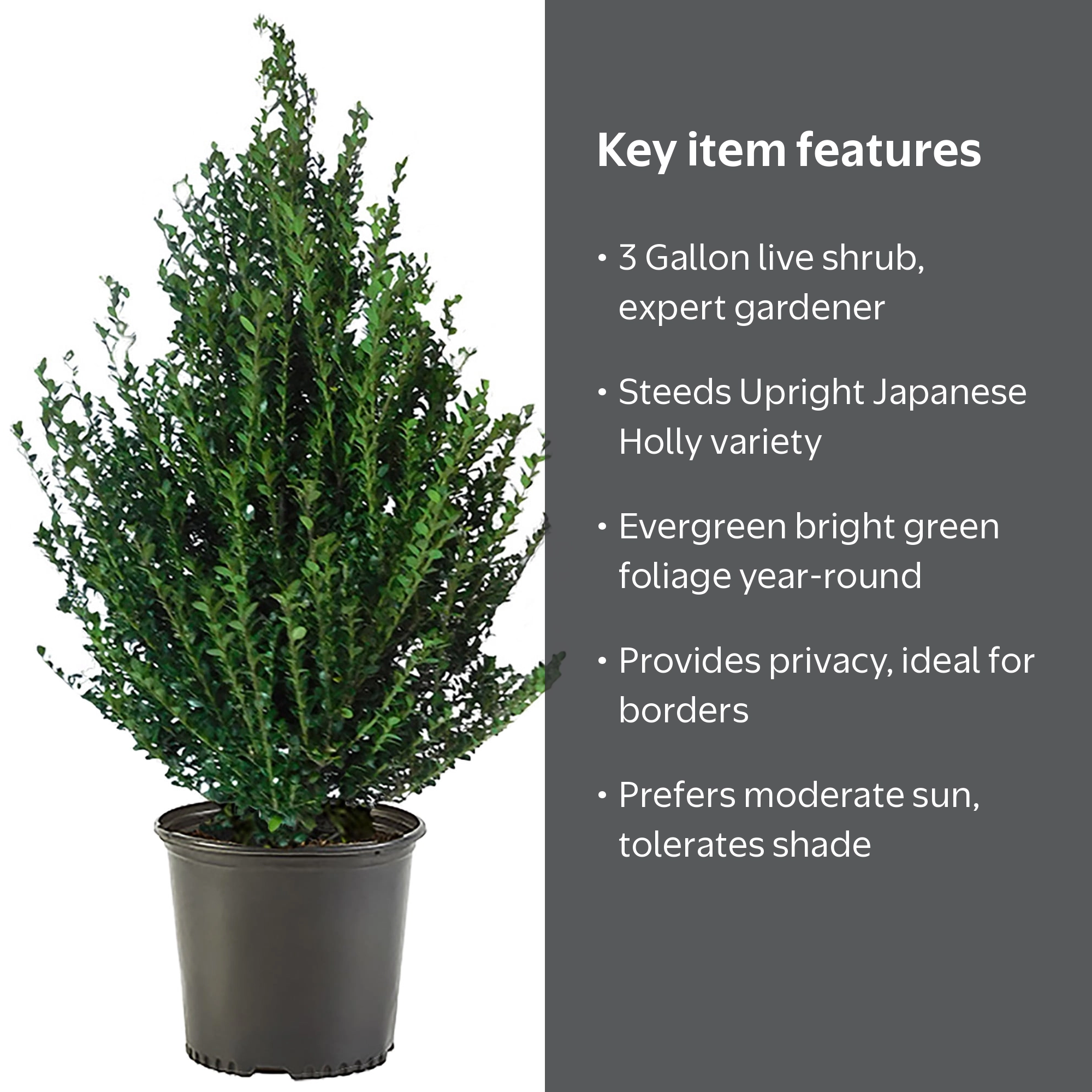 Expert Gardener 3 Gallon Holly Steeds Upright Japanese (Ilex) Live
