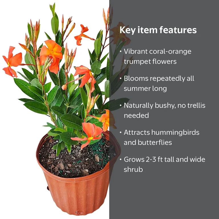 Orange Fired Up Dipladenia Live Plant, Coral Orange Tropical