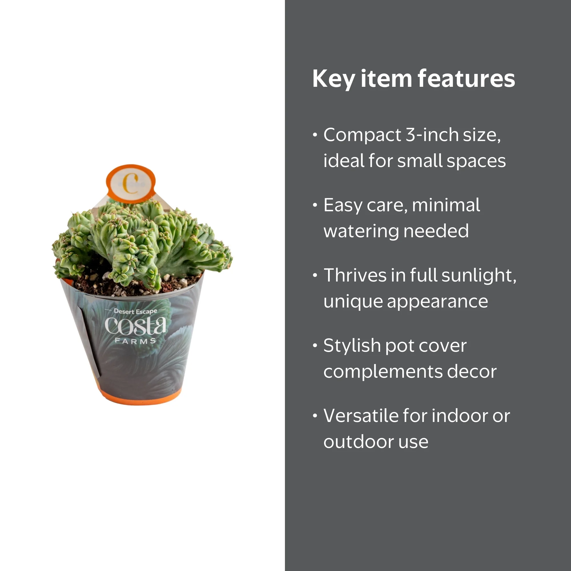 Costa Farms 3in Cacti Assorted Girogami in Pot cover - Walmart.com