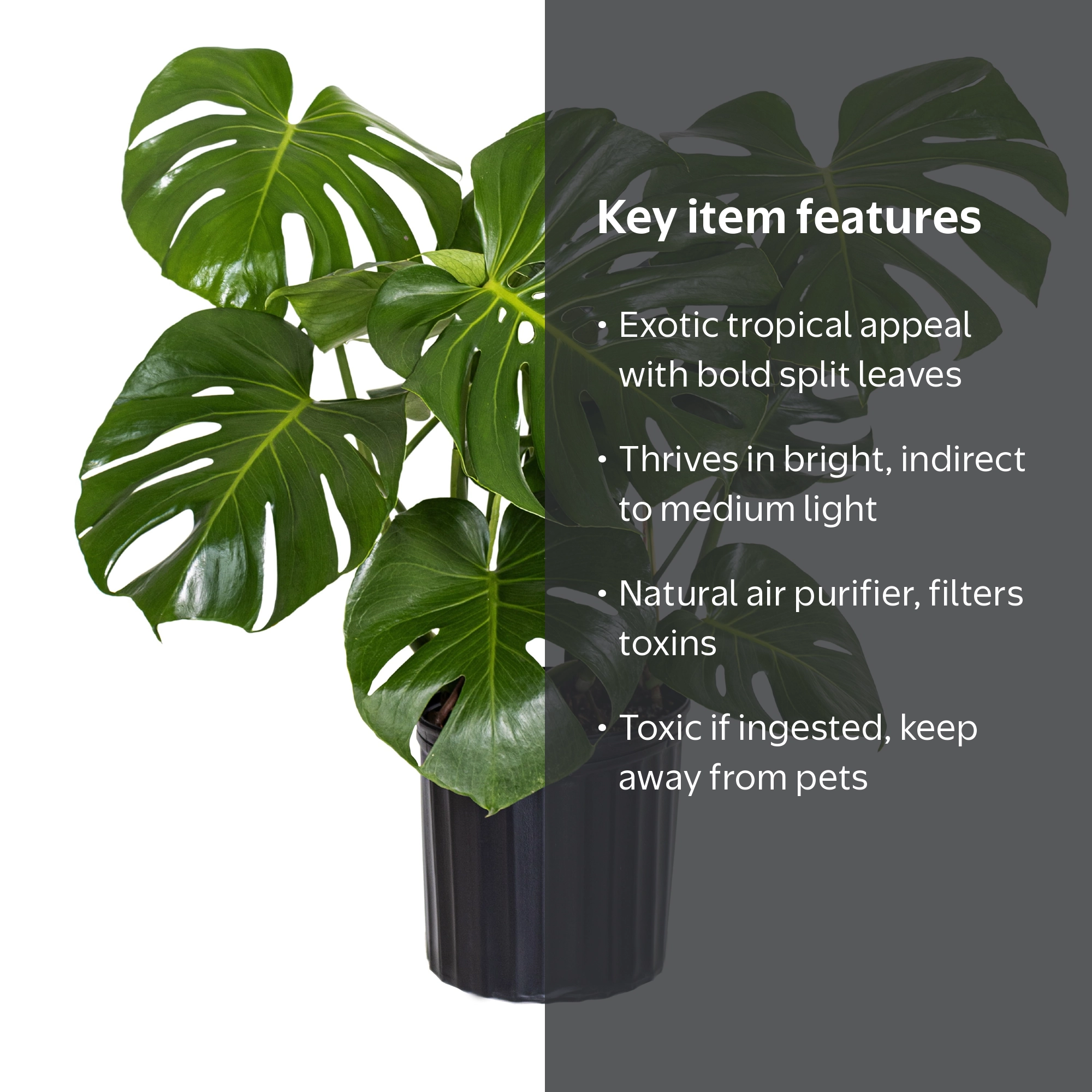 Monstera Deliciosa Live Indoor Plant in 10-inch Grower Pot, Medium