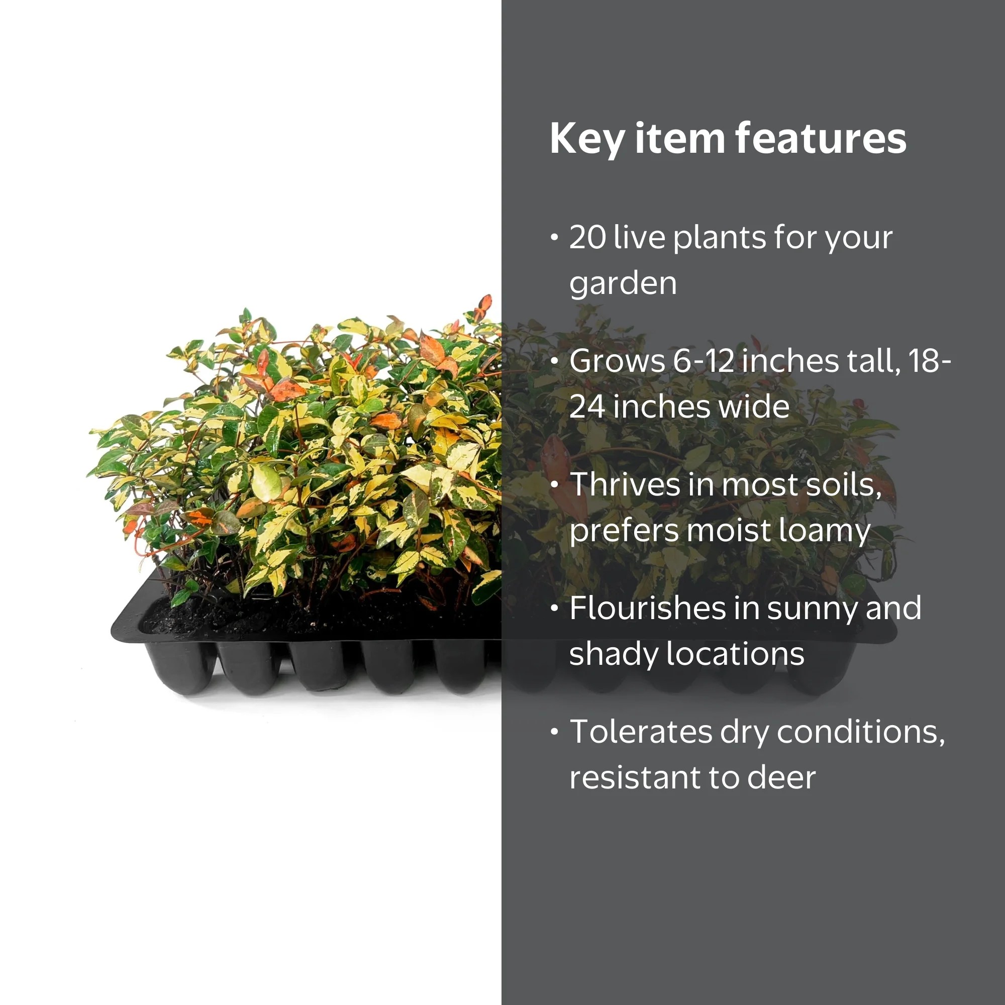 Jasmine Summer Sunset - 20 Live Plants - Trachelospermum Asiaticum