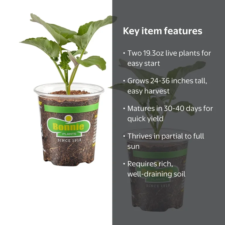 Bonnie Plants Aspabroc Broccolini 19.3oz. 2-Pack Live Plants