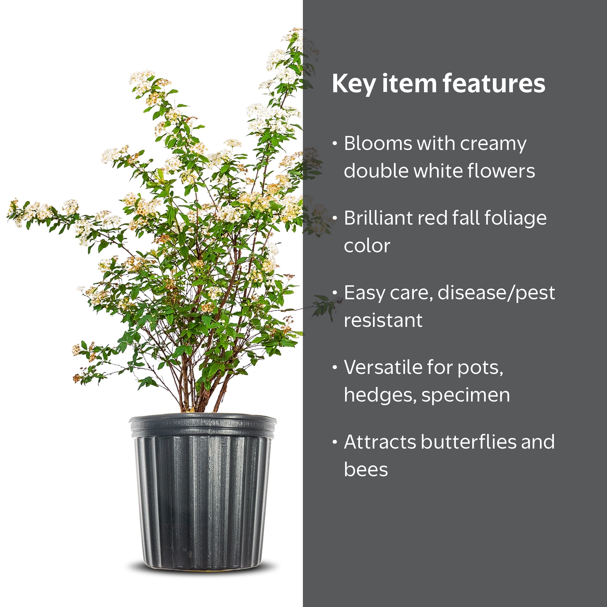 PERFECT PLANTS, Bridal Wreath Spirea, 1 gal, White, Cold Hardy