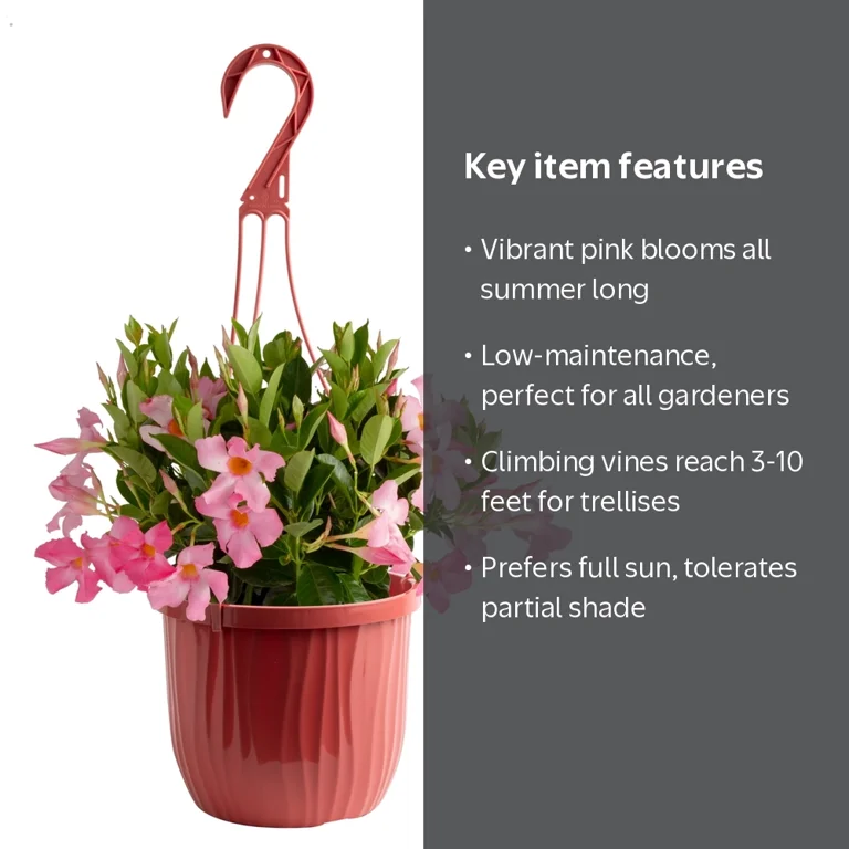 Island Blooms Mandevilla Pink Live Plant in 3 Quart Hanging Basket