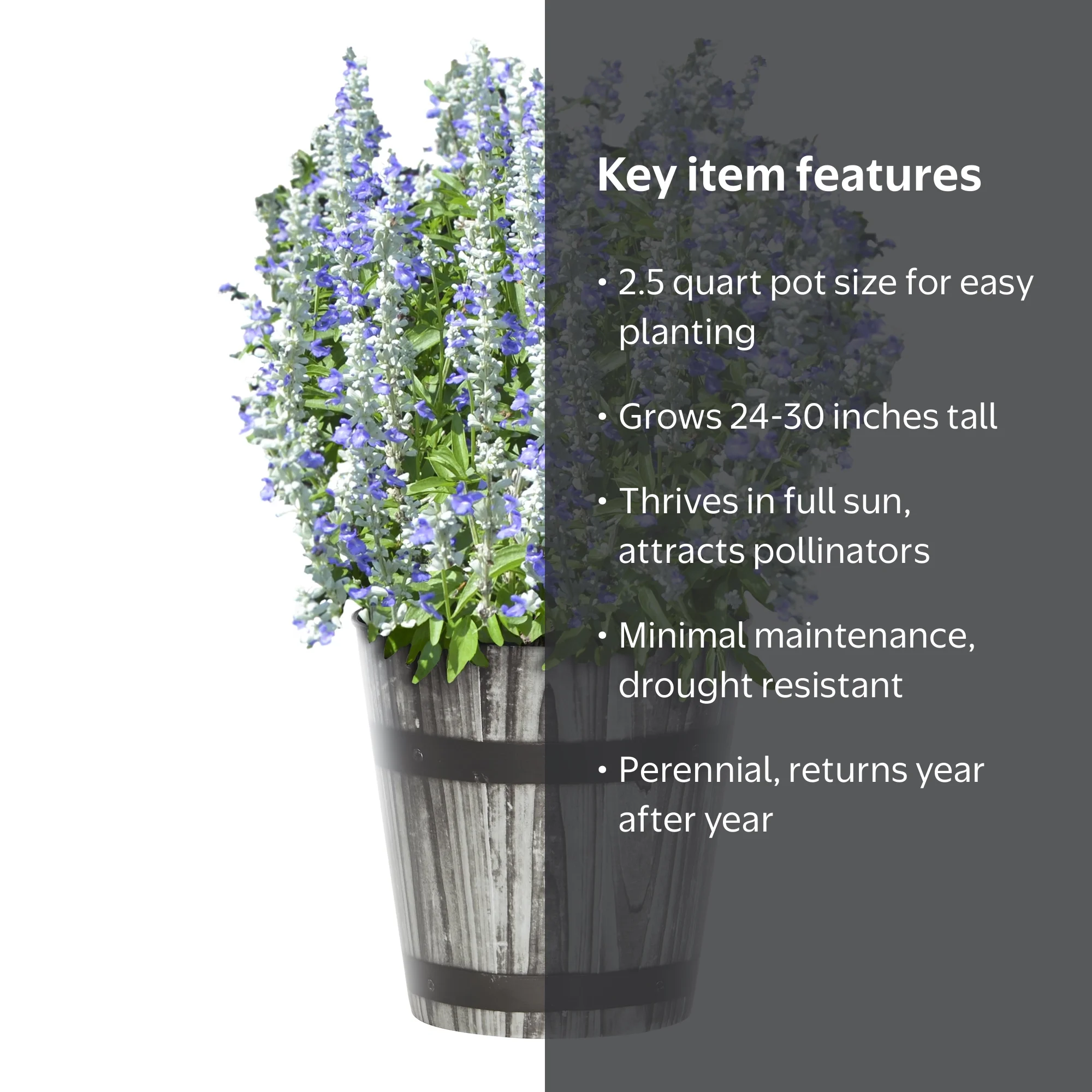 Expert Gardener 2.5QT Blue White Salvia Live Perennial Plant