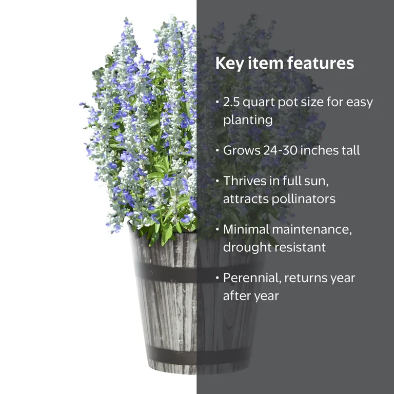 Expert Gardener 2.5QT Blue White Salvia Live Perennial Plant