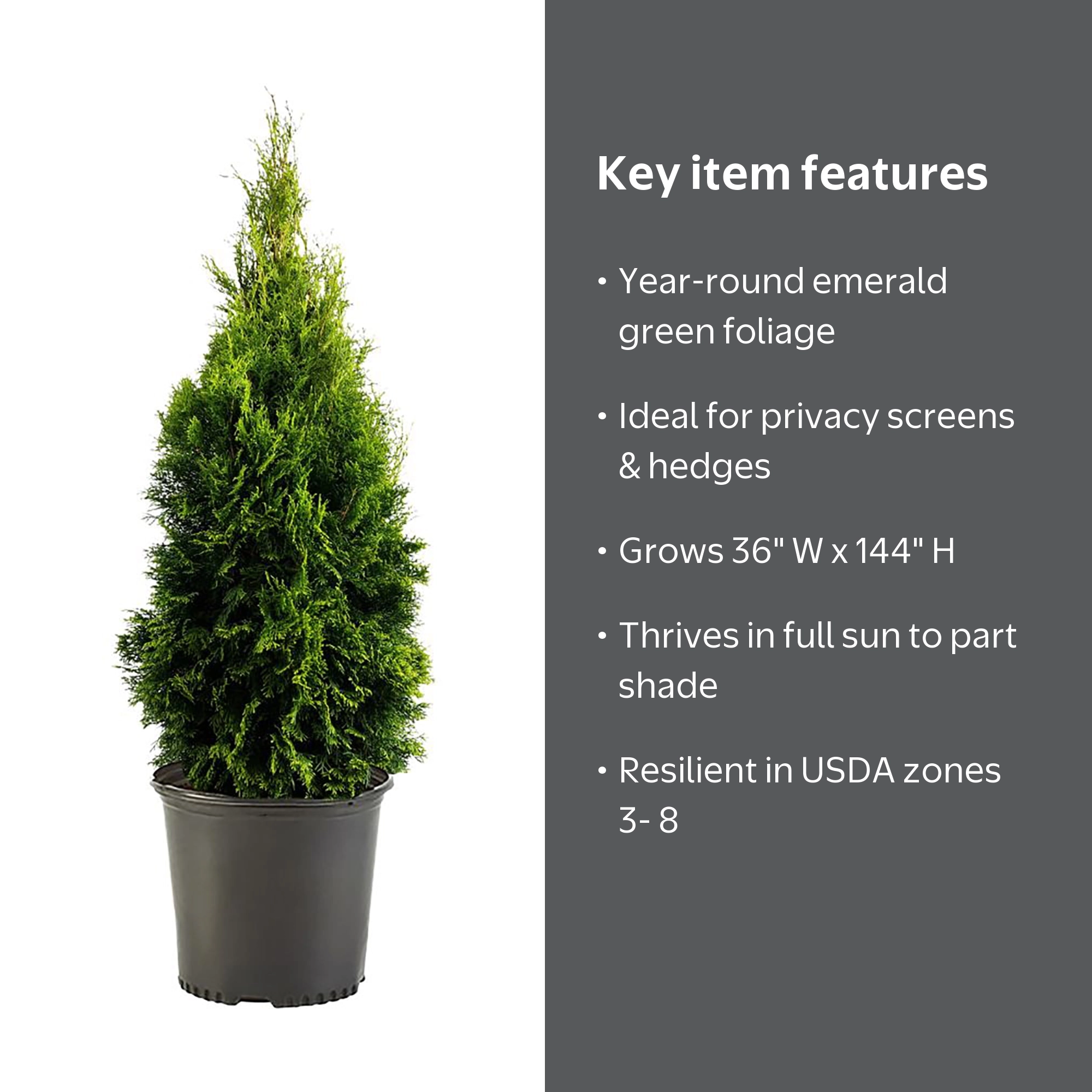 Expert Gardener 2.5 qt Emerald Green Arborvitae Live Shrub