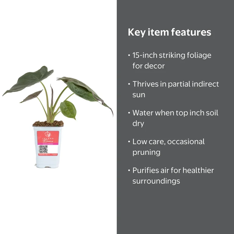 Island Blooms Live Outdoor Alocasia Plant in 1.5 Pint Pot – 15