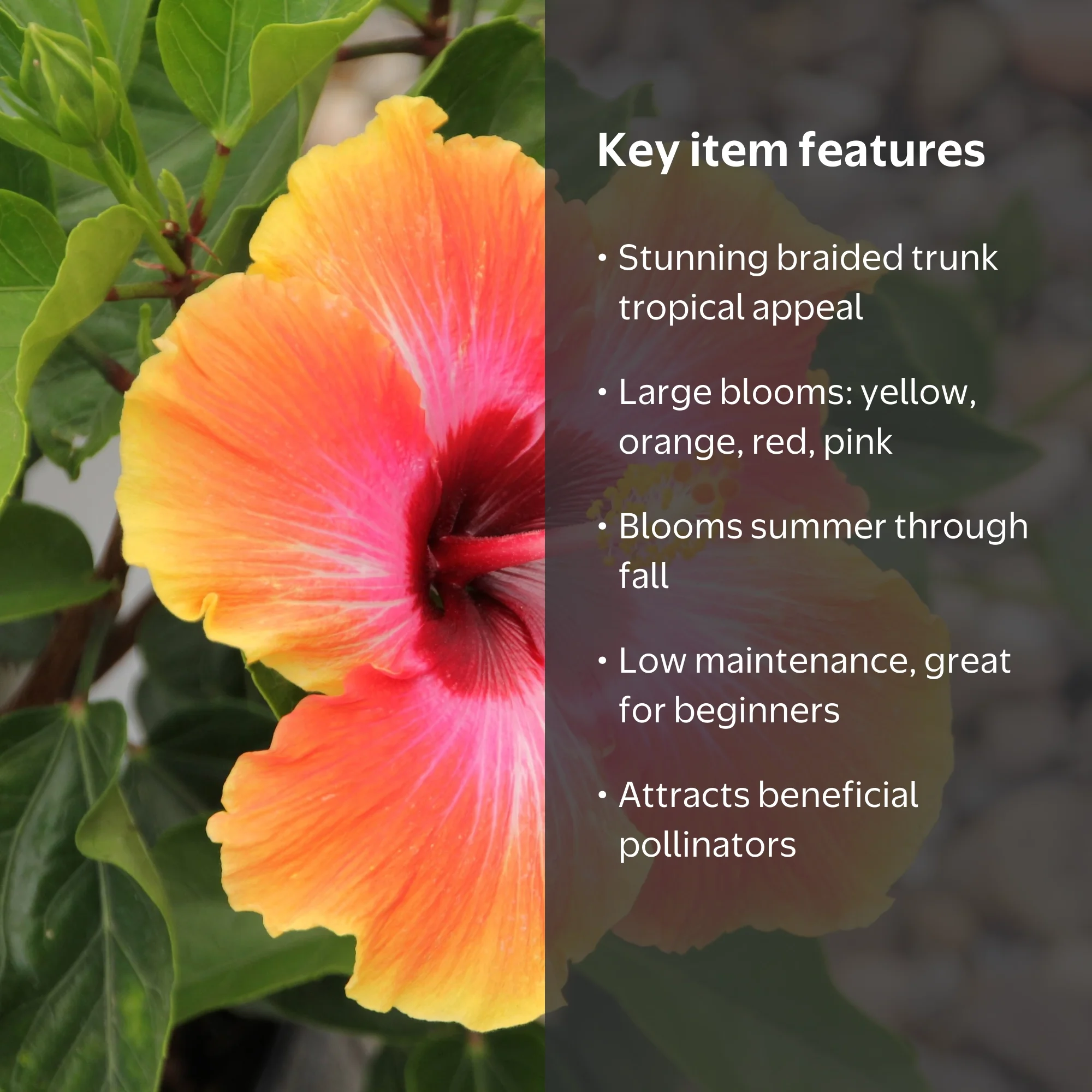 2 gal. Hibiscus Fiesta Braided Live Annual Tree with Multicolor
