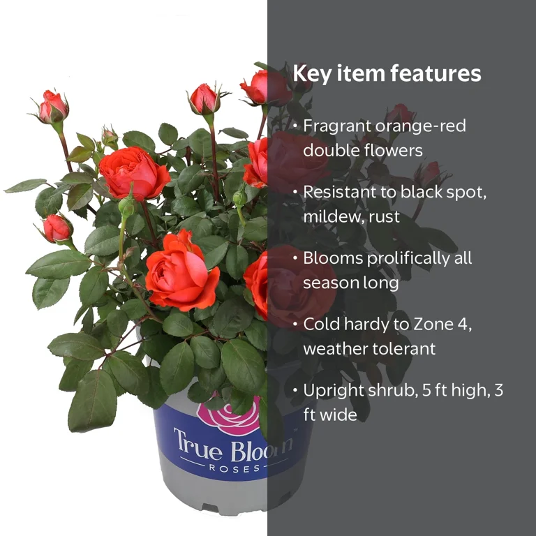 True Bloom by Altman Plants 'True Passion' PP28929 Orange Rose