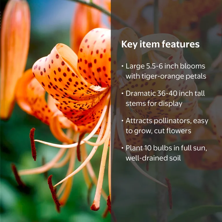 Garden State Bulb, Tiger Lily Bulbs, 14/16cm, Full Sun Perennials 