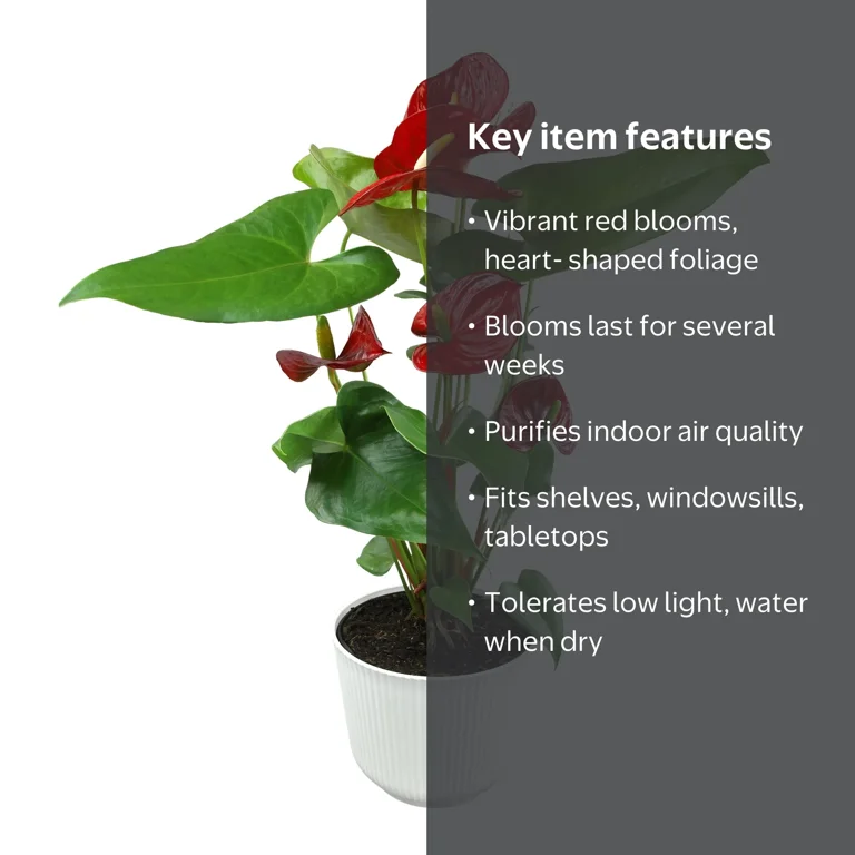 Red Anthurium Flamingo Flower Houseplant | 6in Decor Pot; Indirect