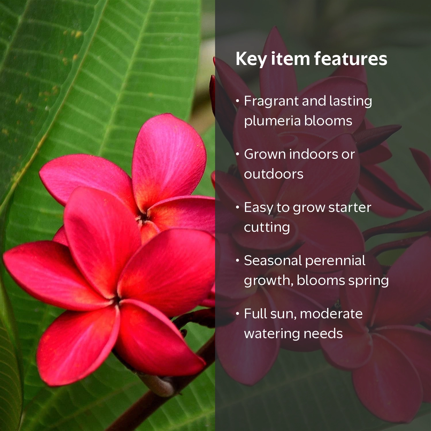 Hawaiian Tropical Red Plumeria Live Plant, 9-12 in, Full Sun