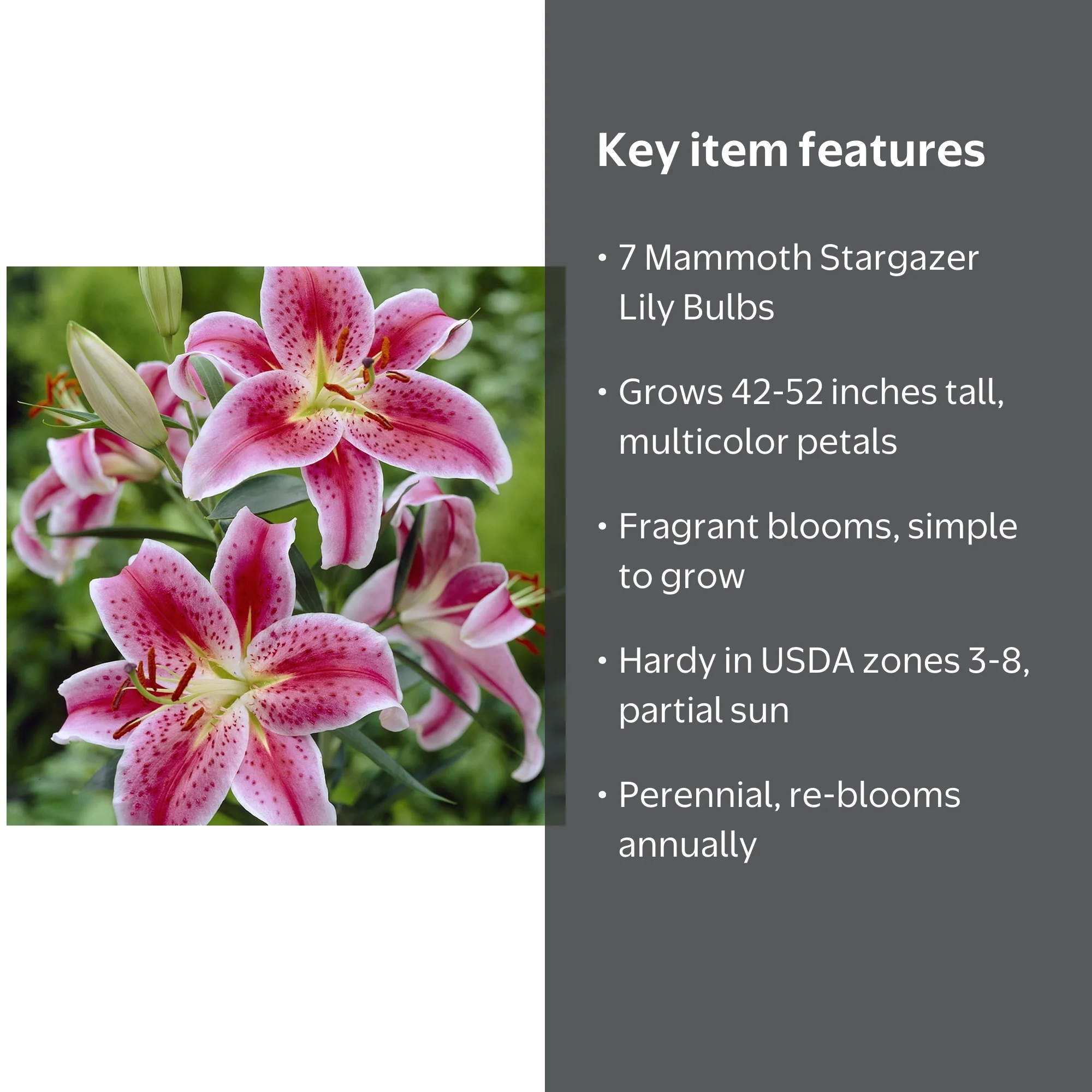 Van Zyverden Lilies Premium Oriental Stargazer Set of 7 Giant
