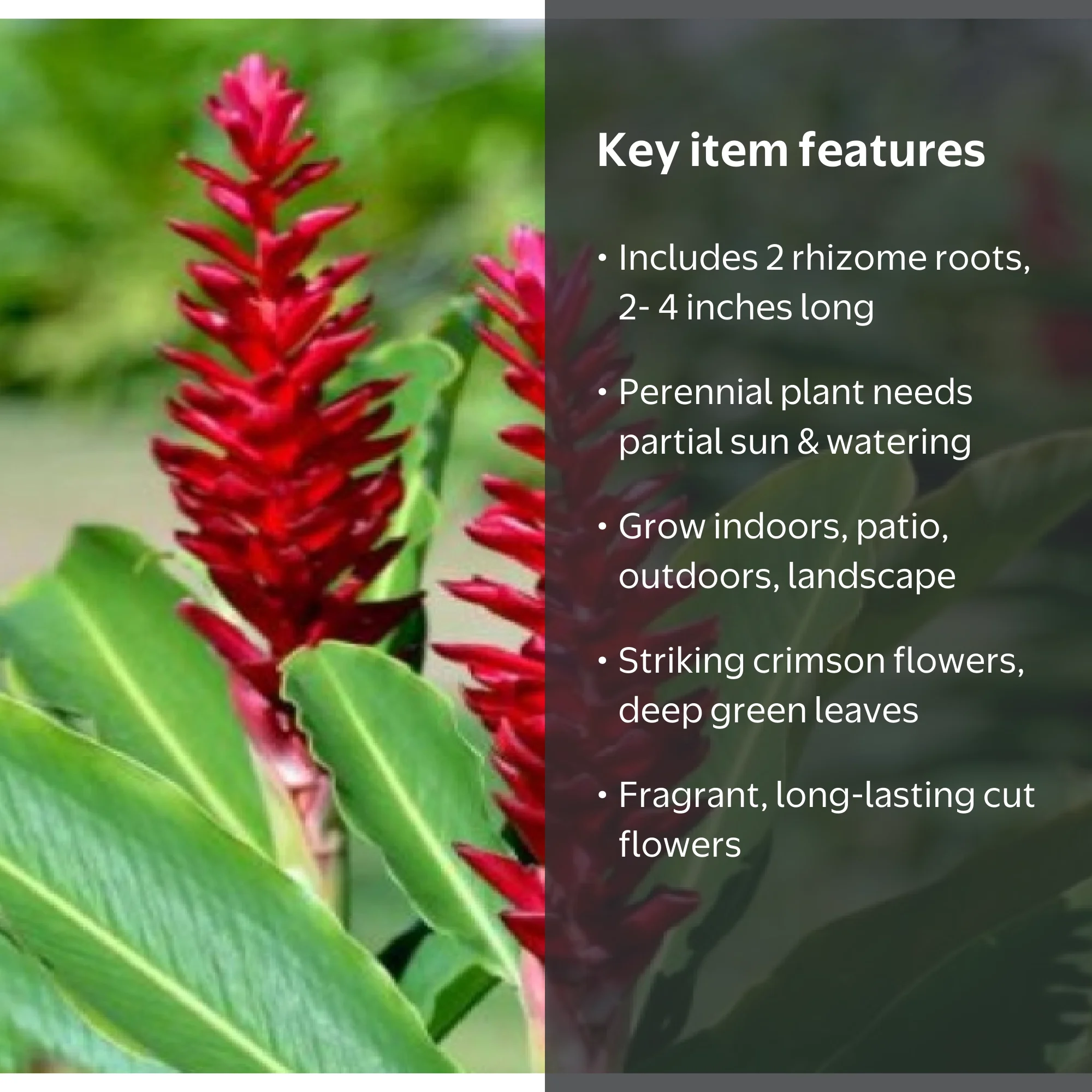 Red Alpinia Purpurata Ginger Plant Bulb 1 PK (2 Roots Each 2