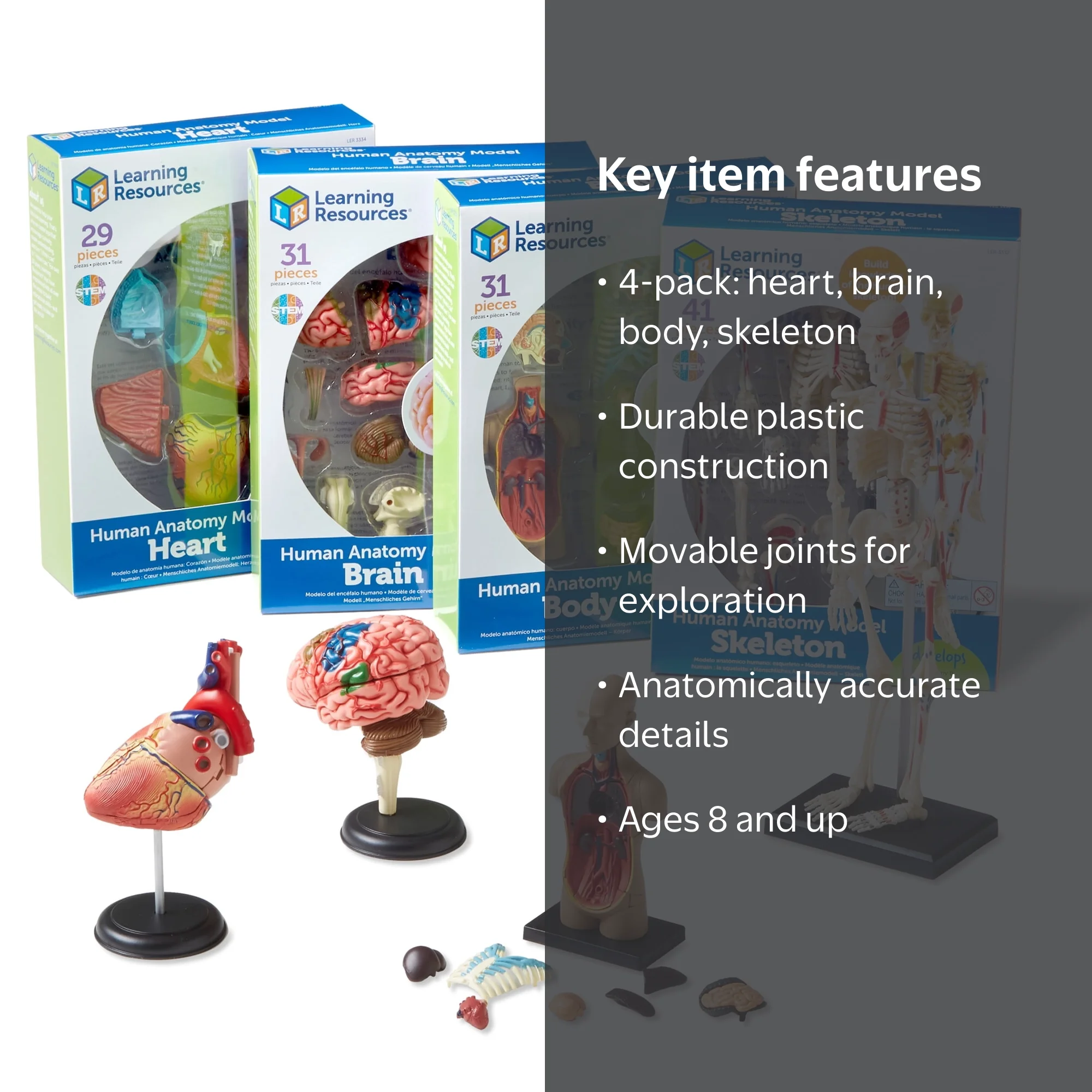 Learning Resources, Anatomy Models Bundle Set, 4-pack, STEM Human